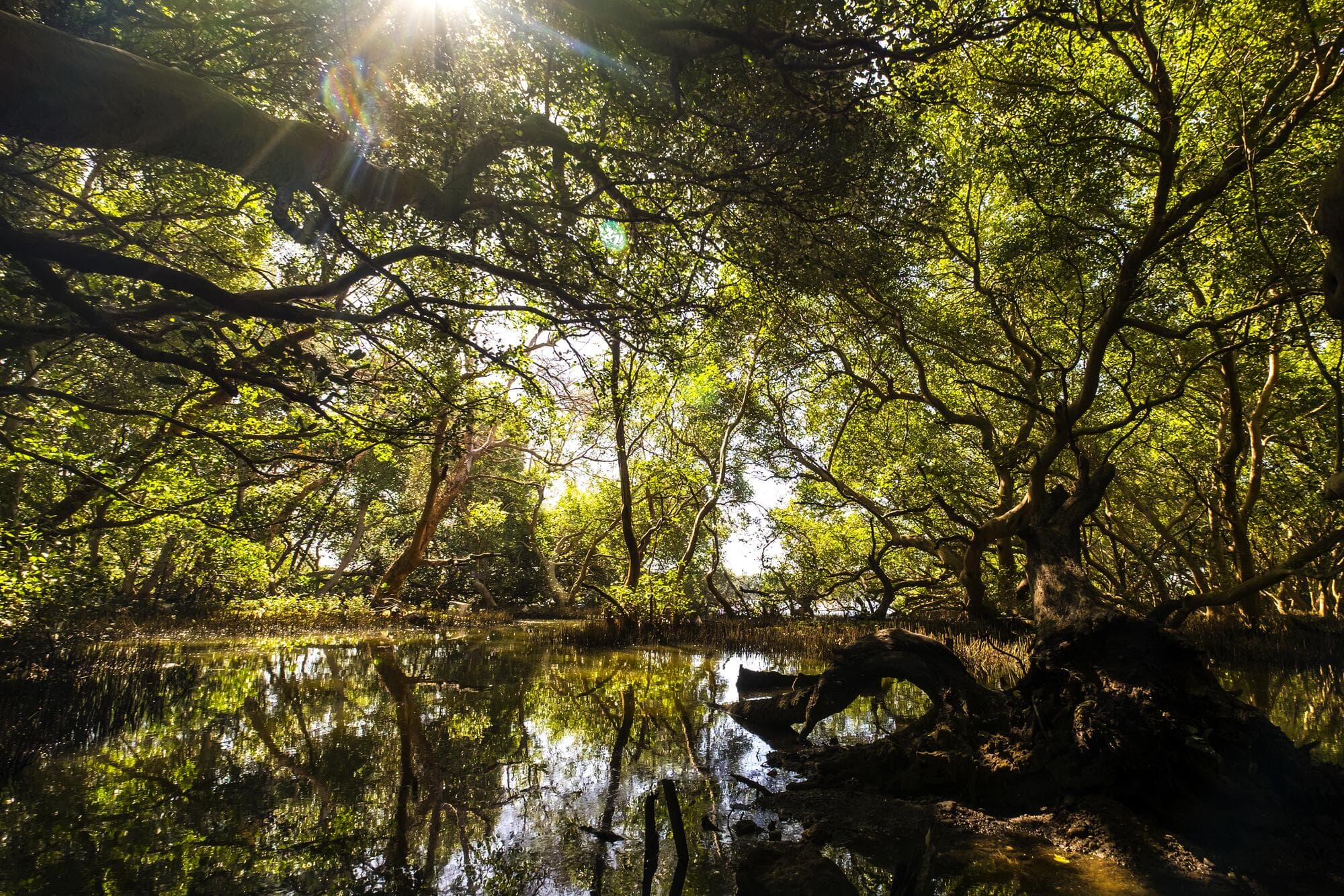 Mangrove forest at the Las Piñas–Parañaque wetland, sunlight through the canopy reflected in still water